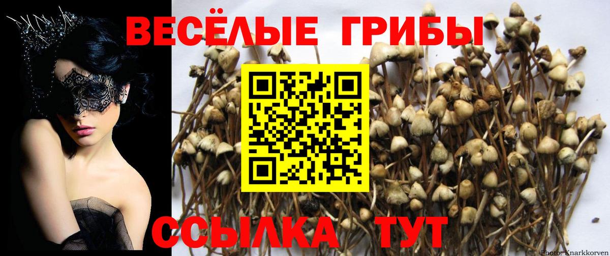 Псилоцибиновые грибы Psilocybe  Вход с VPN  магазин    Новокуйбышевск 